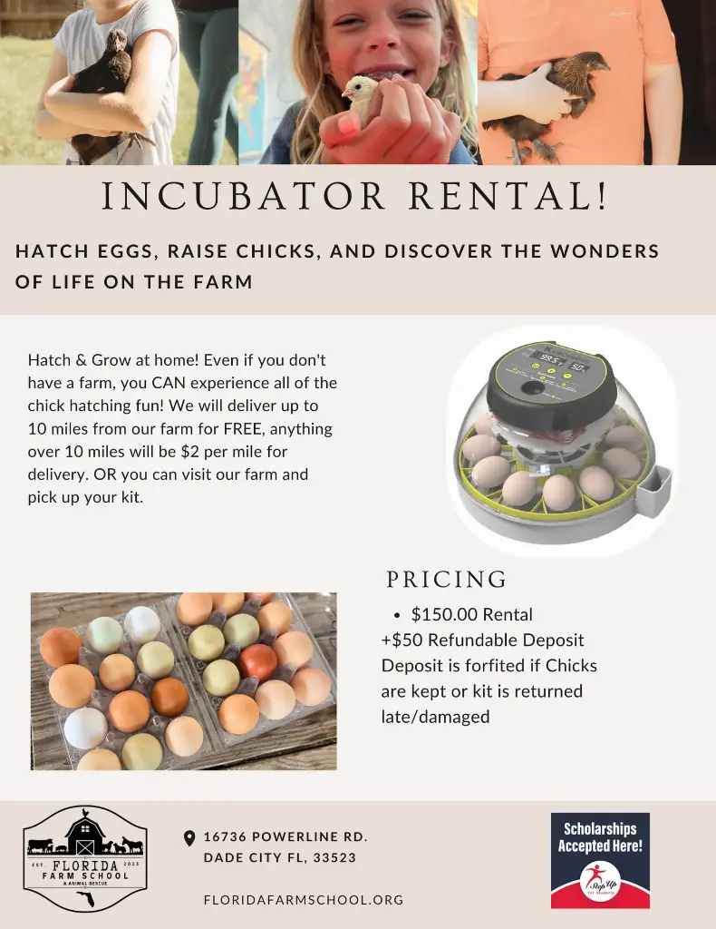 Incubator Rental