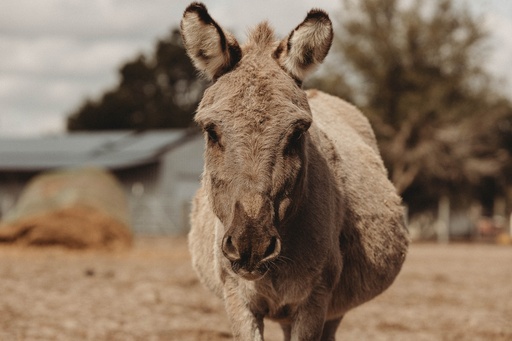 Eeyore (Old Man) 